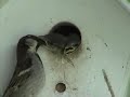 Baby Sparrows being feed by parents, watch them grow! Baby Sparrows being feed by parents, watch them grow!