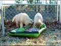 Wolf-Dog Cub Bag Wars