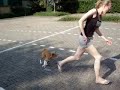 Mirtillo, the trainable basenji Part 2 Mirtillo, the trainable basenji Part 2