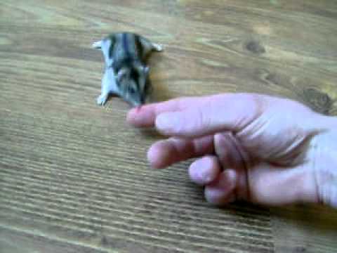 Wściekły chomik dżungarski