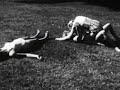 Vintage Catfights (In The Great Outdoors)