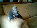 Video-lucu-pemerkosaan-kucing