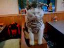 三毛猫ぽめ店長 の シマウマに変身 (1/3)Youtube(ユーチューブ・ゆーちゅーぶ)・Dailymotion動画