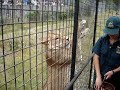 Lion Tour Lion Tour