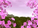 spring apple blossoms