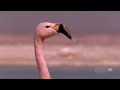 (Hilarious) Andean flamingo mating dance | NATURE |