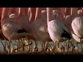 (Hilarious) Andean flamingo mating dance | NATURE |