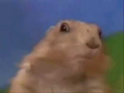 1 Minute Dramatic Chipmunk / Prairie Dog