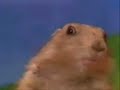 1-minute-dramatic-chipmunk-prairie-dog.html