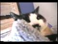 The Secret Sex Life of Leonardo da Pusser