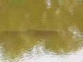 Big-fish