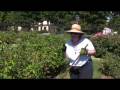 videos de Sept 6 Volunteer Day at SJ Muni Rose Garden HD