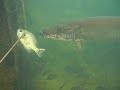 Spearfishing Wisconsin winters