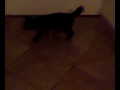 Video 0001