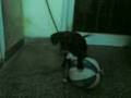 videos de STUNT