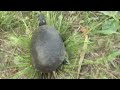 Turtle Cam