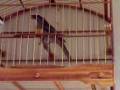 videos de Rodada de Picharro lá em casa.3gp