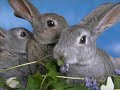 Cute Rabbit Pics!!