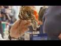 Otis the Owl, Filmed on the Sony PMW-EX1