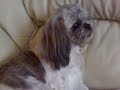 Shih Tzu puppies just born 24/08/2008 part 1