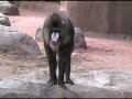 Spock the Ferocious Mandrill and his Hot Babes Spock the Ferocious Mandrill and his Hot Babes
