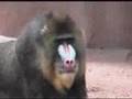 Spock the Ferocious Mandrill and his Hot Babes