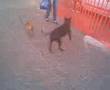 PITBULL AGGREDISCE PINCER!!!DRAMMATICO!!!