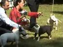 caninedogproject3
