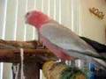 My pet galah dancing