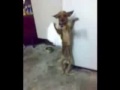 assyrian funny doog