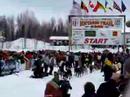 lance mackey second straight win 2008 iditarod musher #6
