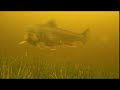 Underwater Brookie