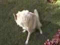 Siberian Husky ; Abandoned Dog; Funchal; Madeira; Portugal