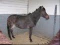 The Zorse :P