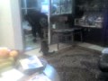 Insane Cat Jump
