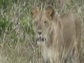 Masai Mara National Reserve day 2 - YouTube