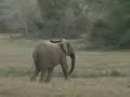 Elephants, Phinda, South Africa
