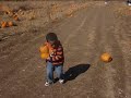 Picking a Pumpkin