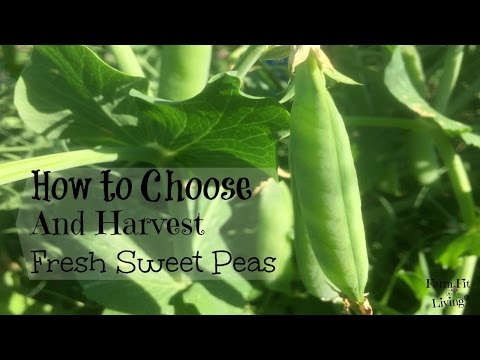 video-linktoworks-How to Harvest Fresh Sweet Peas