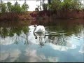 Stari Dunav - Ku?ka (Apatin) Stari Dunav - Ku?ka (Apatin)