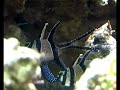 Bangai Cardinal Fish Dance