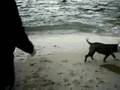 Bulldog Americano video