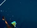 Pesca in barca Gallinella