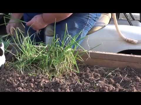 how to transplant onion sets