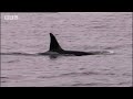 BBC: Team Killer Whale Goes Fishing!