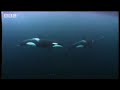 BBC: Team Killer Whale Goes Fishing!