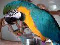 videos de Beak & Foot