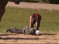 1° entraînement commun Brigade Canine / Equestre
