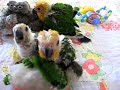 Click here to watch this video baby parrots: senegals, jendays, green cheeks