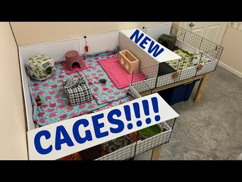 video-linktoworks-New Guinea Pig Cages! From the Classroom to My Home